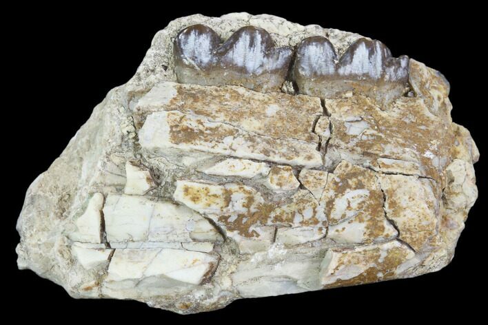 Oligocene Horse (Mesohippus) Jaw Section #101861